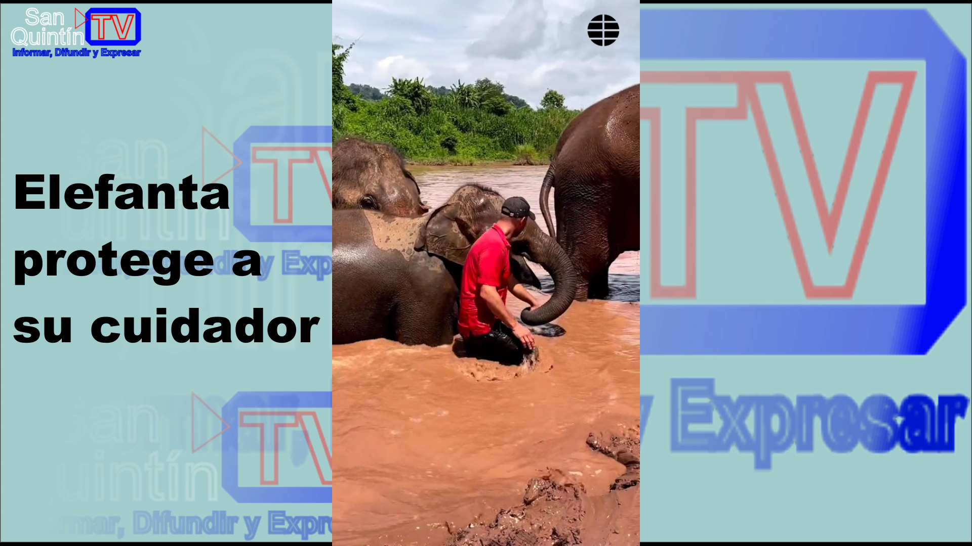 Elefanta protege a su cuidador