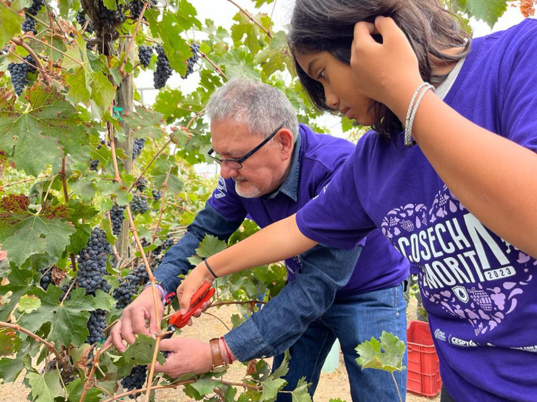 CESPT realiza pizca de uva en viñedo experimental