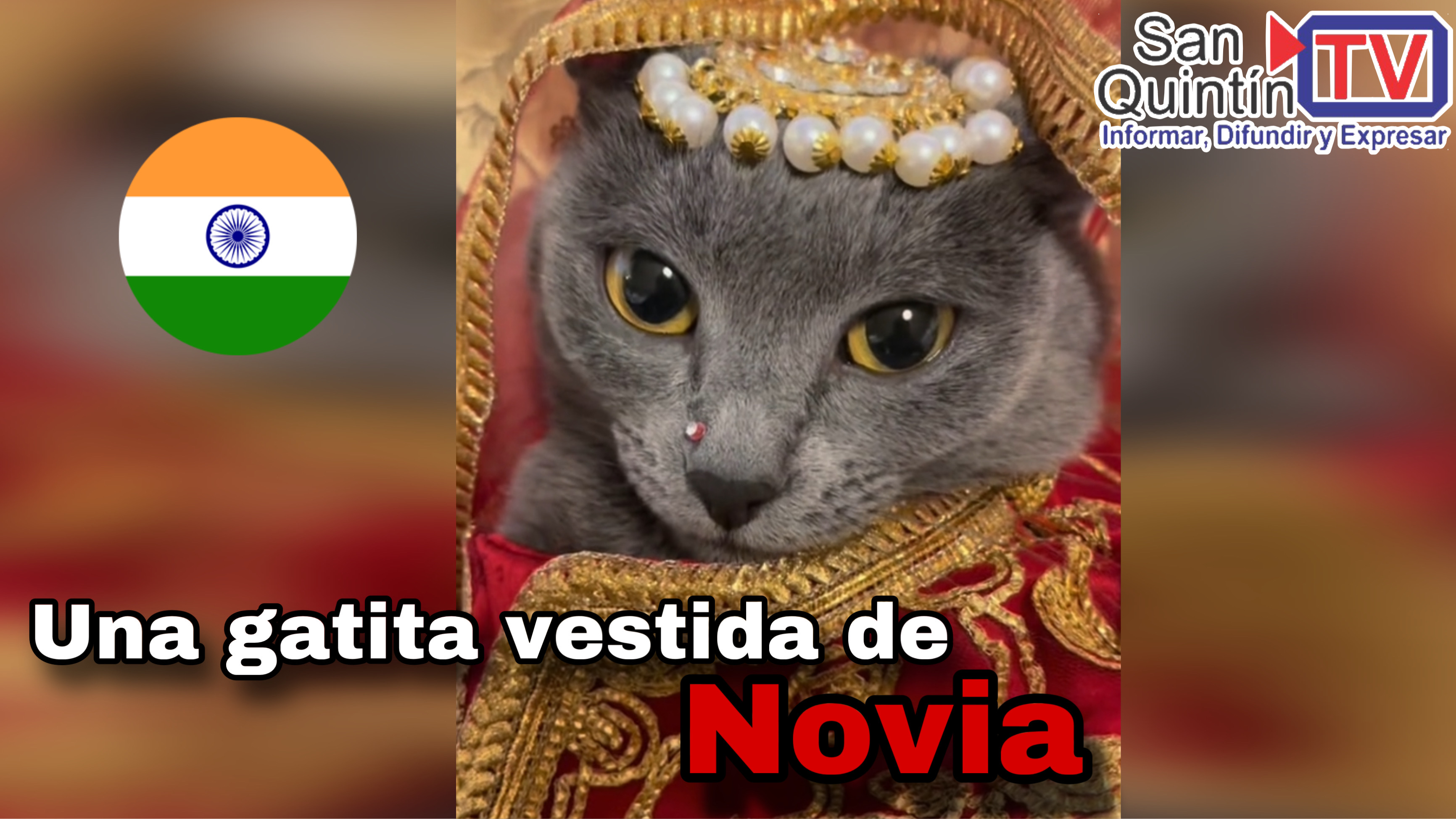 Visten a gatita de novia al estilo de India 🇮🇳