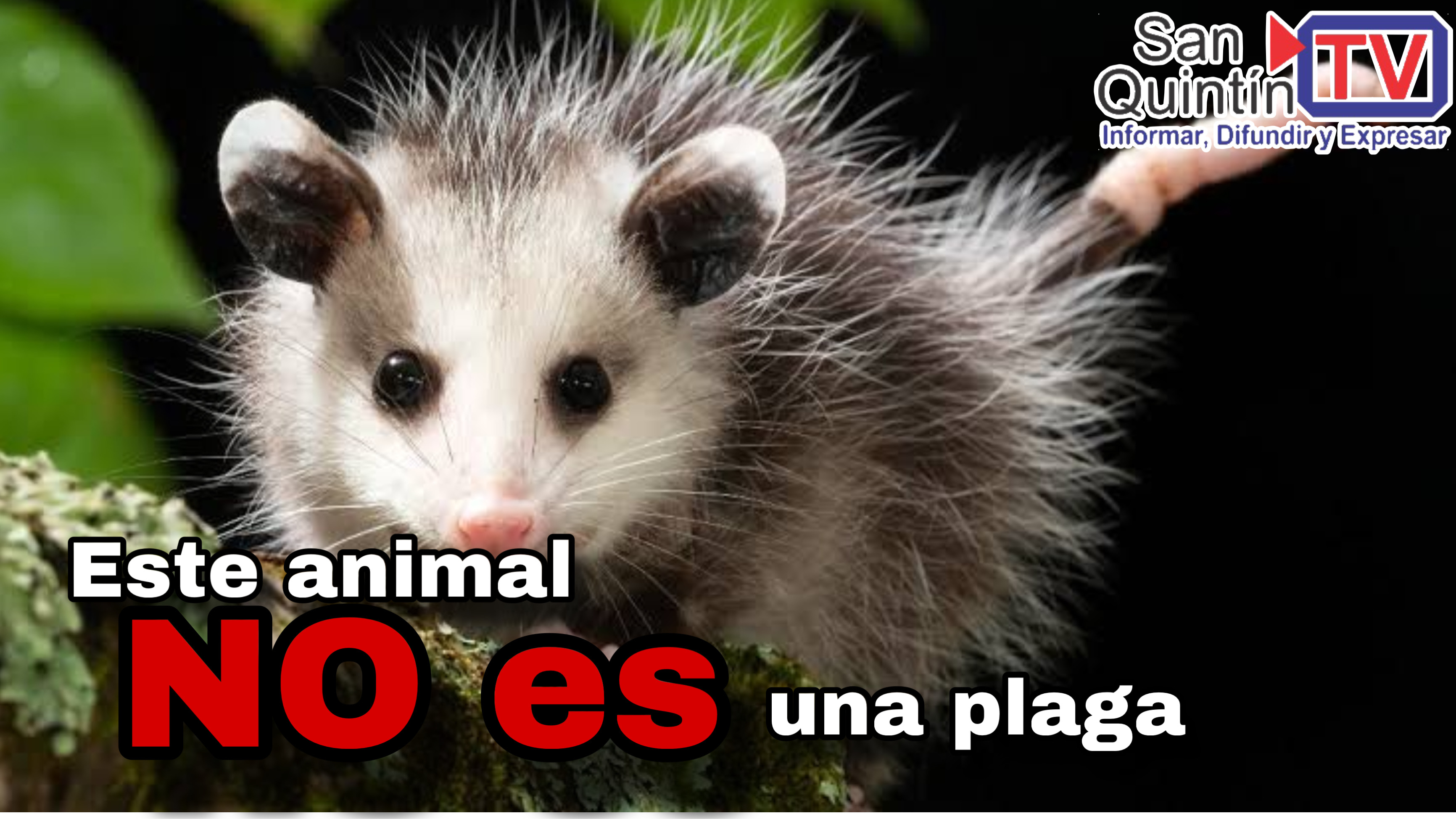 ¿La “plaga” que controla plagas? Aprende la utilidad del tlacuache