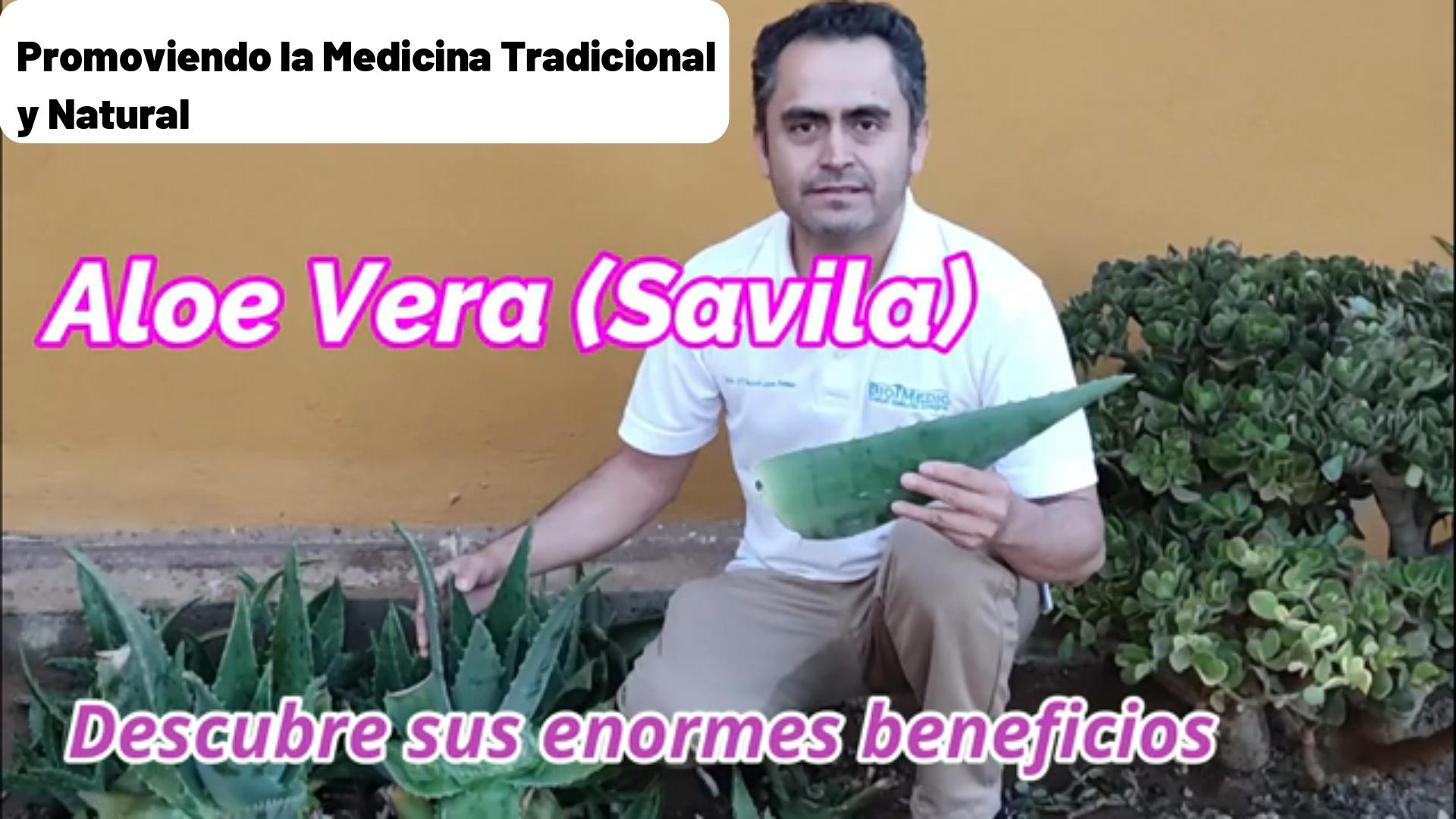 Savila o Aloe Vera, conoce sus propiedades Terepeúticas, Promoviendo la medicina tradicional y natural