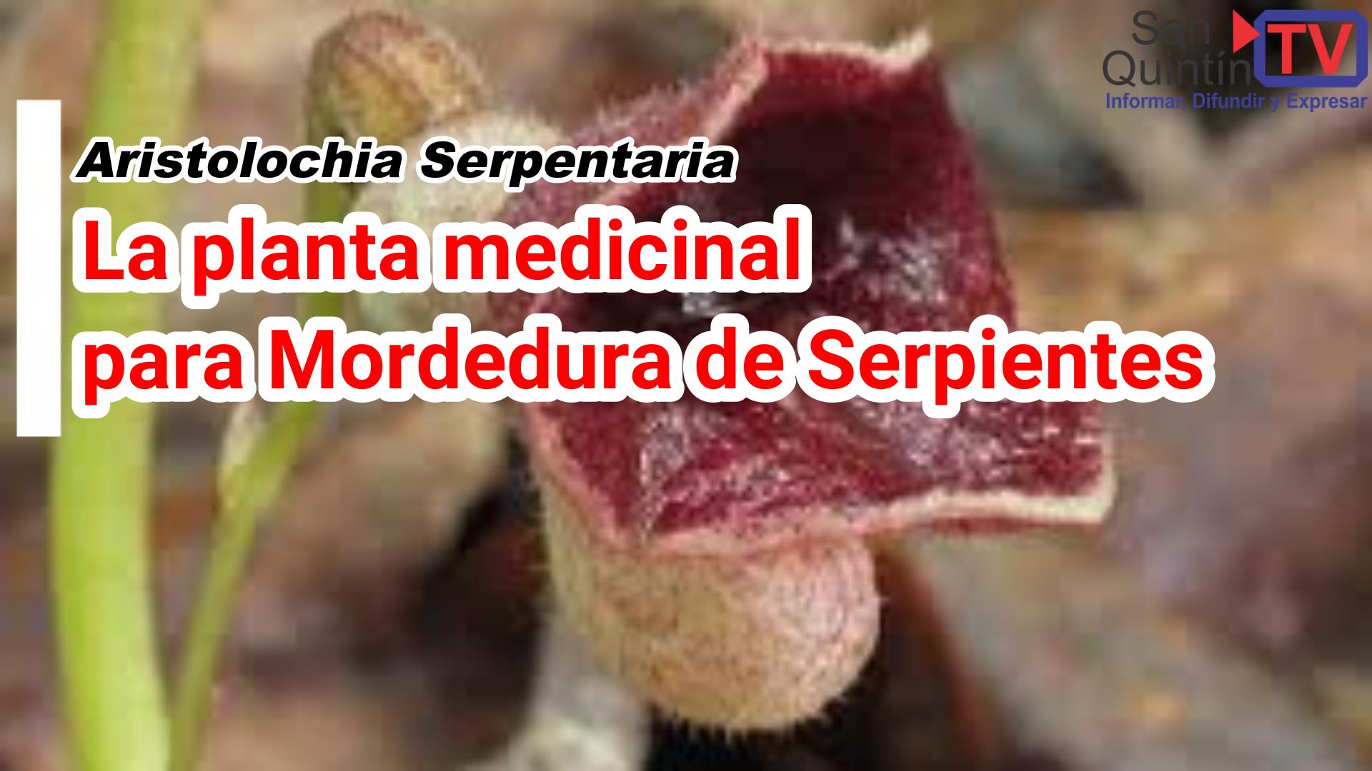 La planta medicinal para mordedura de serpientes
