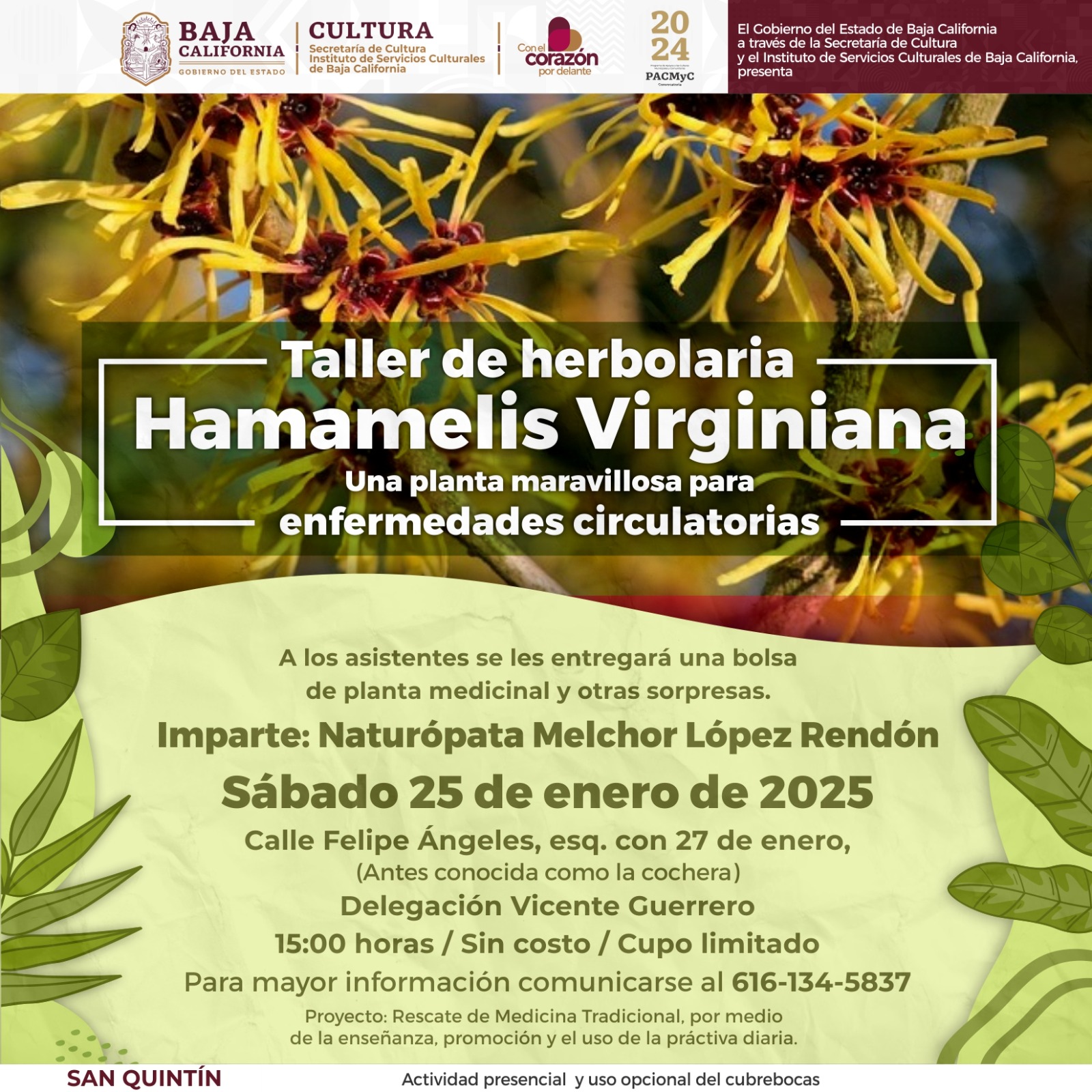 Abre Cultura San Quintín inscripciones para Taller de Herbolaria y Medicina Tradicional