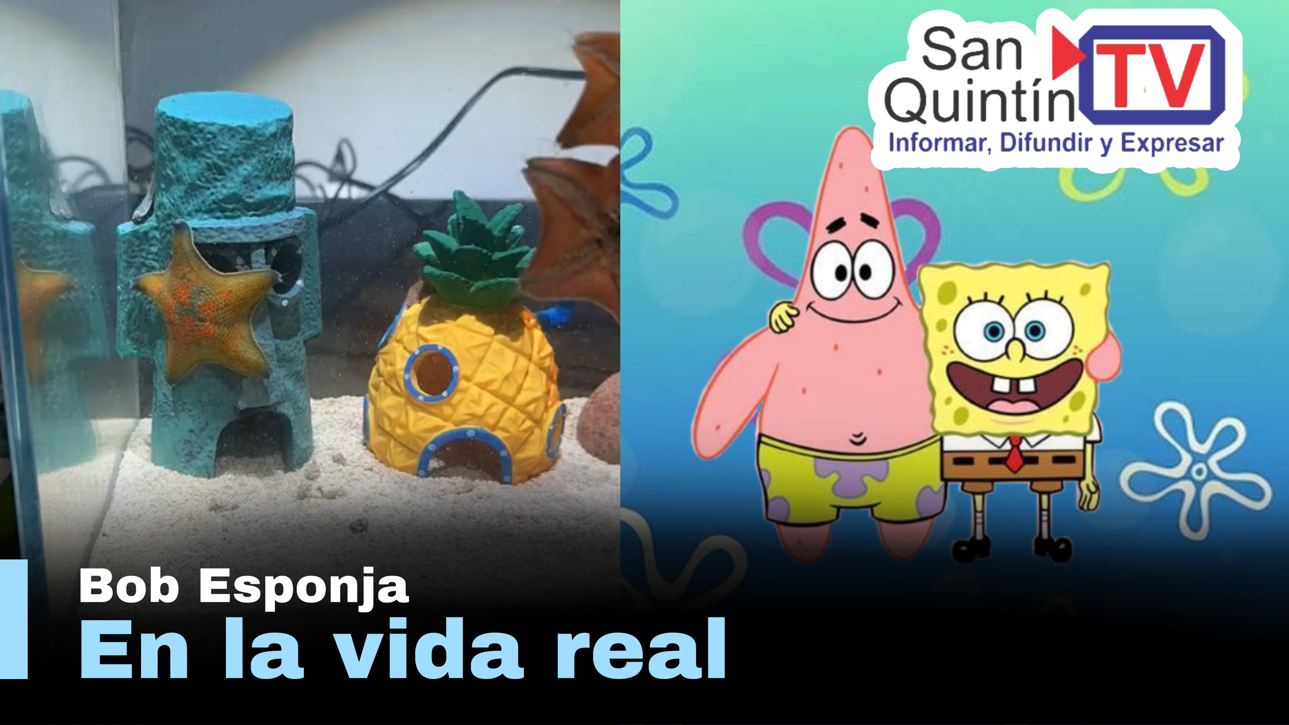 LO MÁS VIRAL: Peceras inspiradas en Bob Esponja