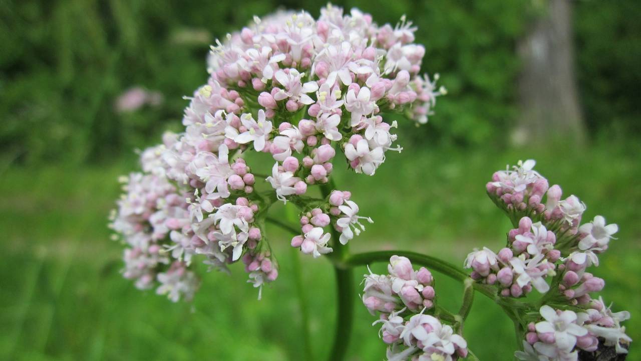 Valeriana, la efectiva planta ancestral para trastornos nerviosos