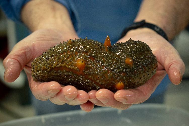 El silencio del fondo marino: el pepino de mar, una especie en peligro por la codicia humana