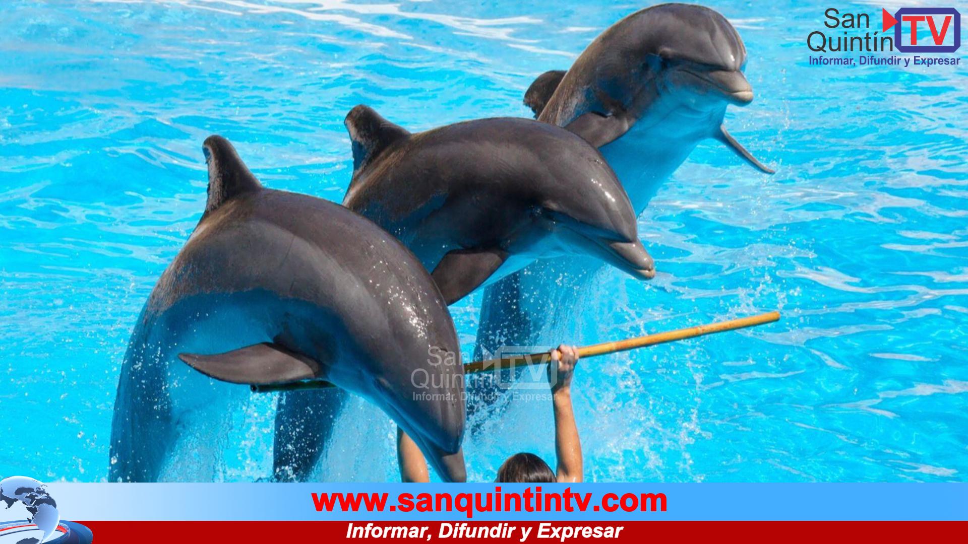 México dice adiós a los delfinarios: nace la “Ley Mincho”, un triunfo histórico para la libertad animal