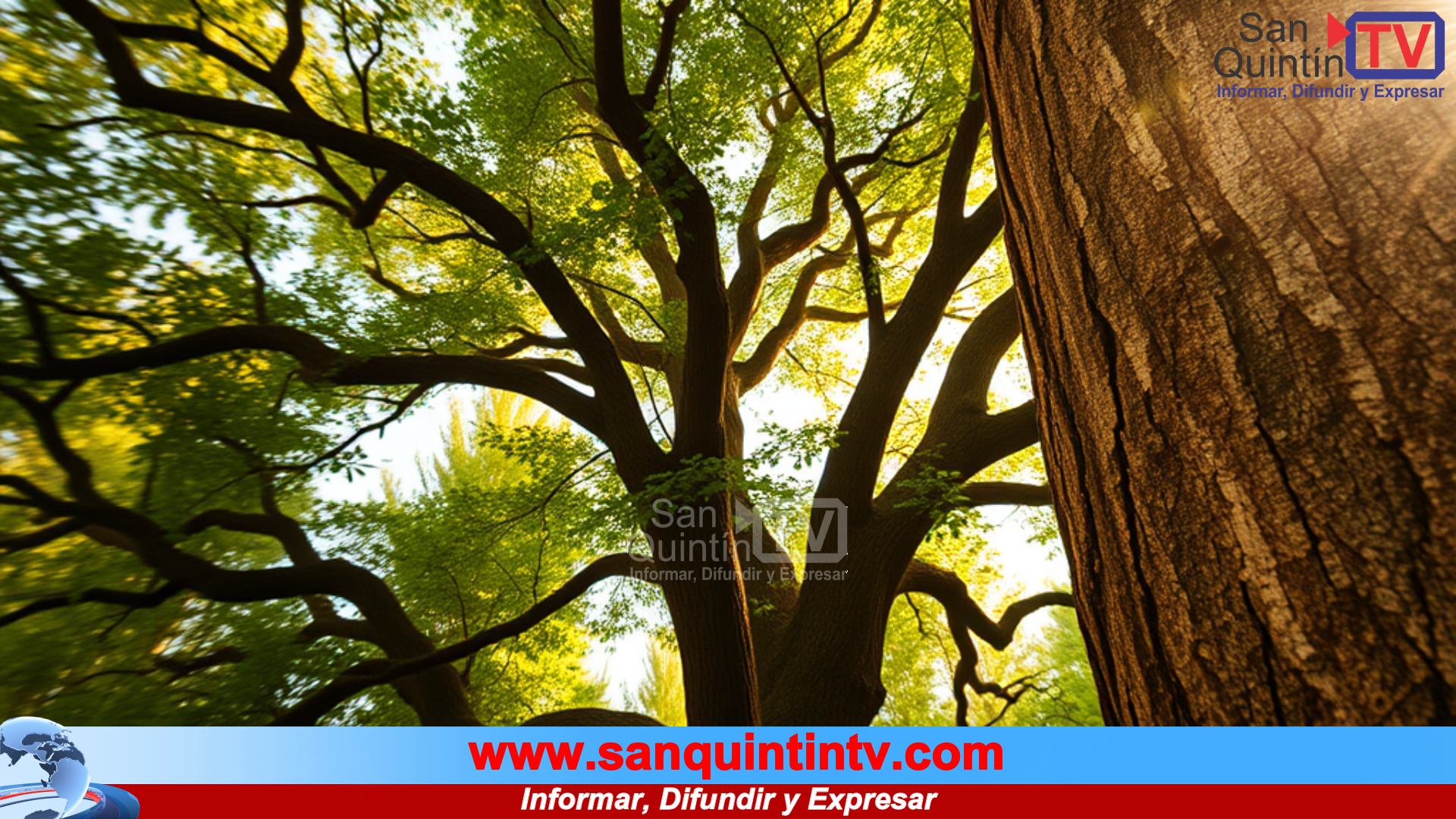 Cuachalalate: el árbol sagrado que sana el estómago desde la medicina tradicional