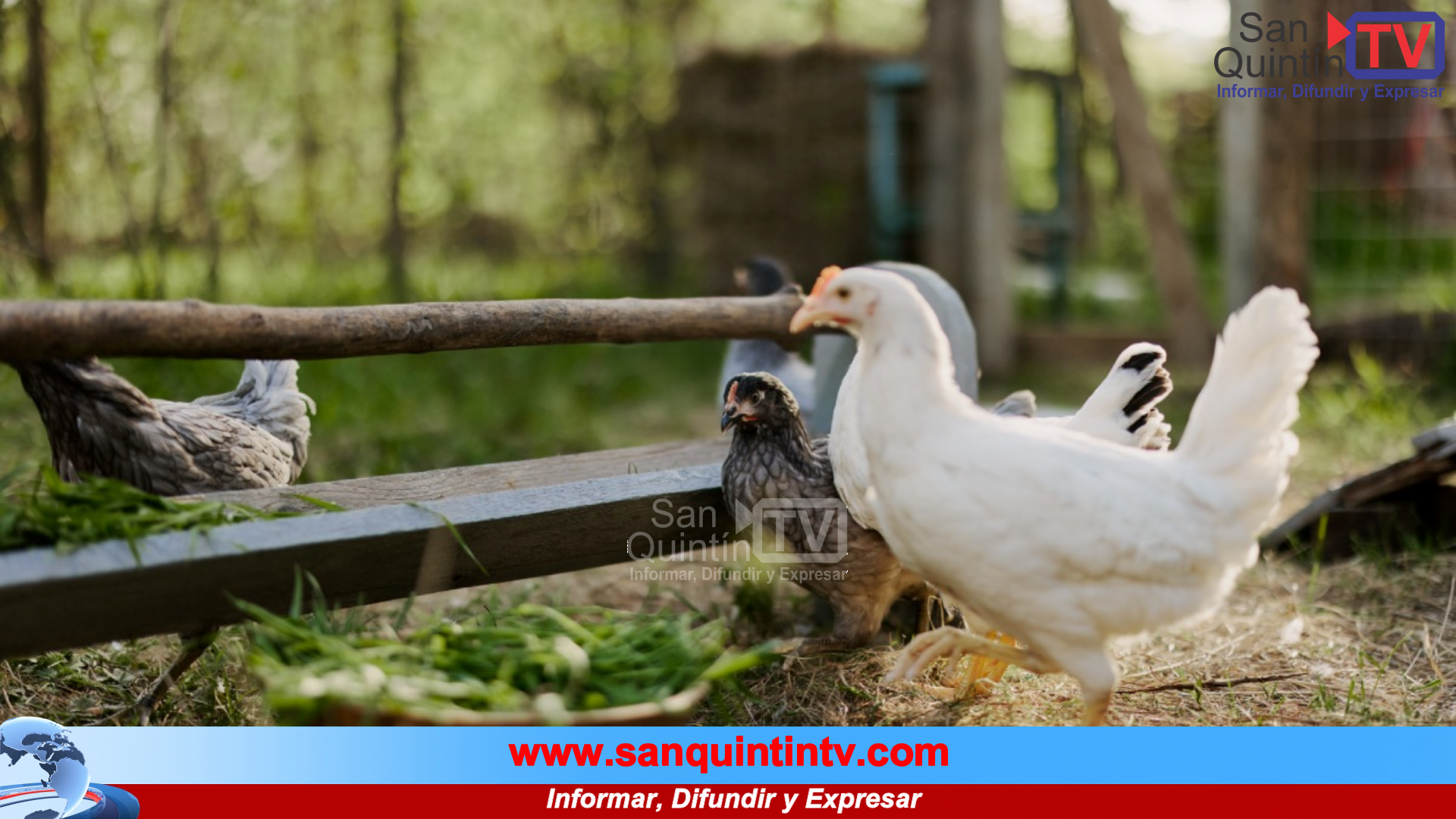 Alemania sacrifica 150 mil aves por brote de gripe aviar H5N1: autoridades en alerta por rápida propagación