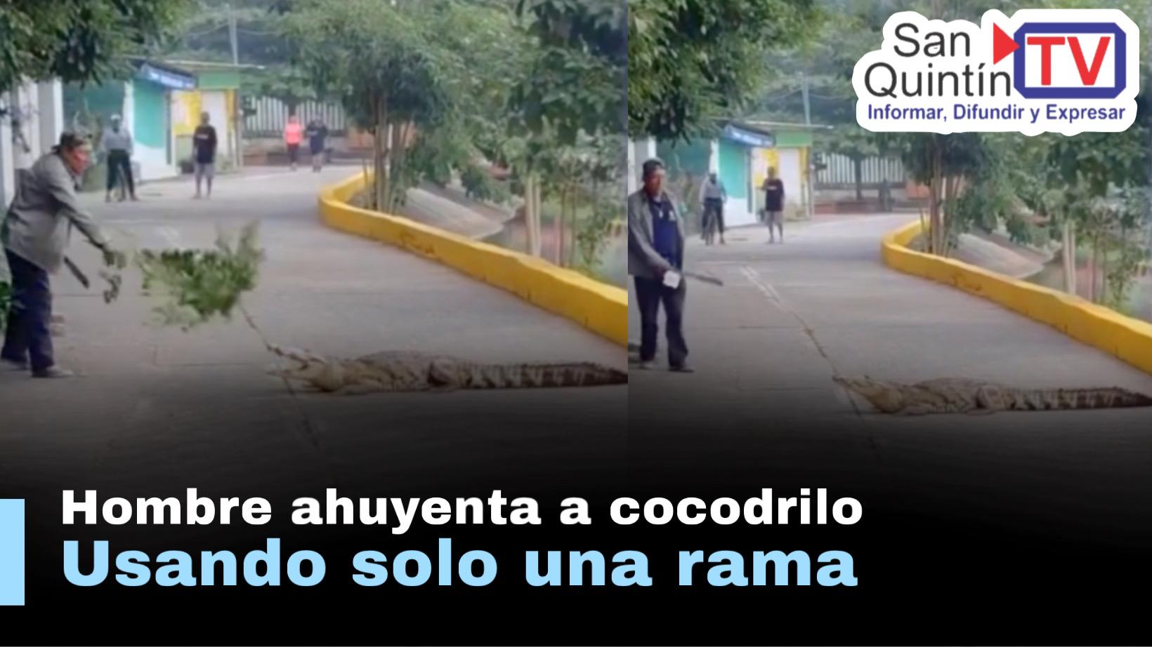 Hombre ahuyenta a un cocodrilo con una rama en Veracruz