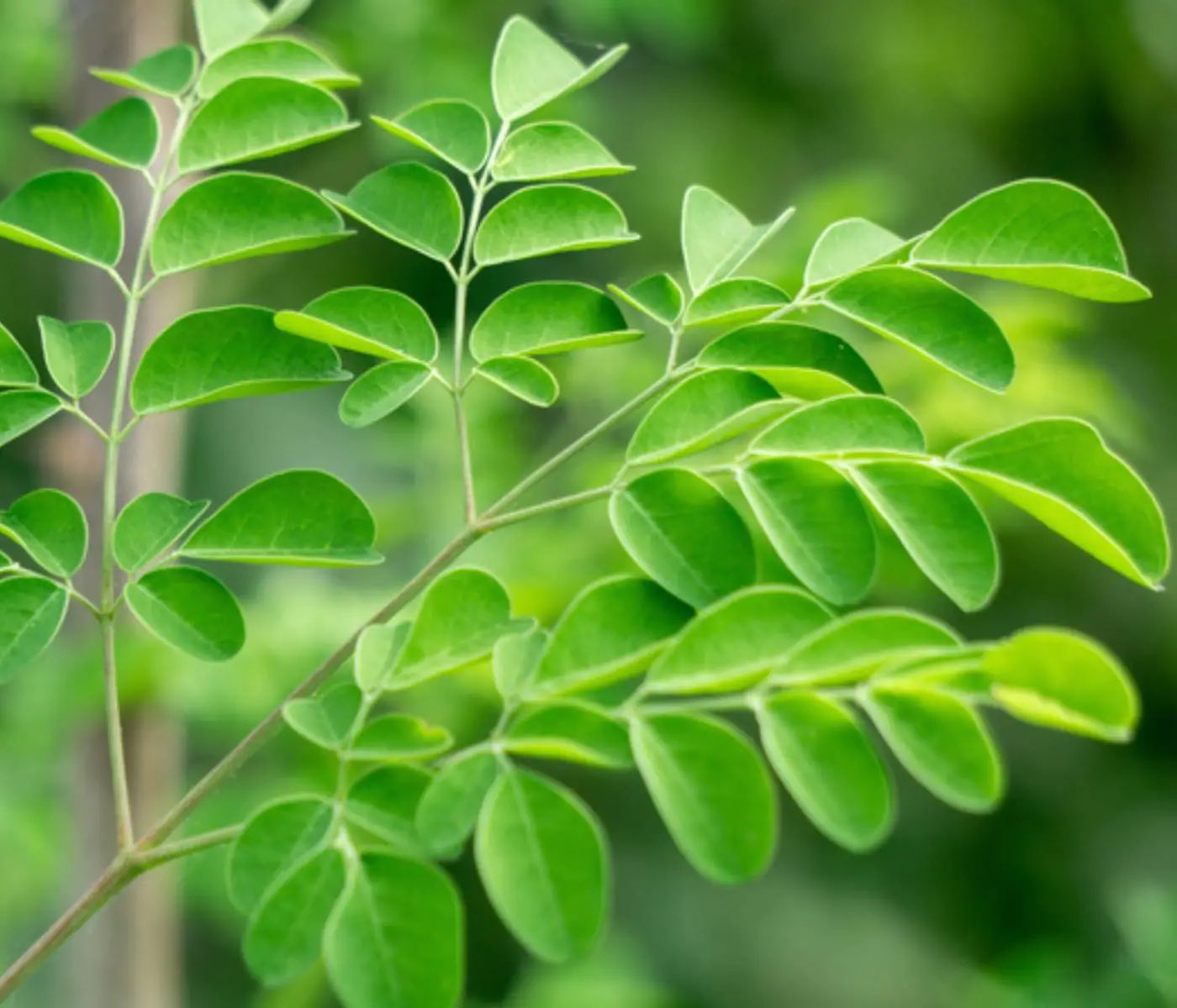 Moringa: el árbol milagro que fortalece la salud desde la raíz