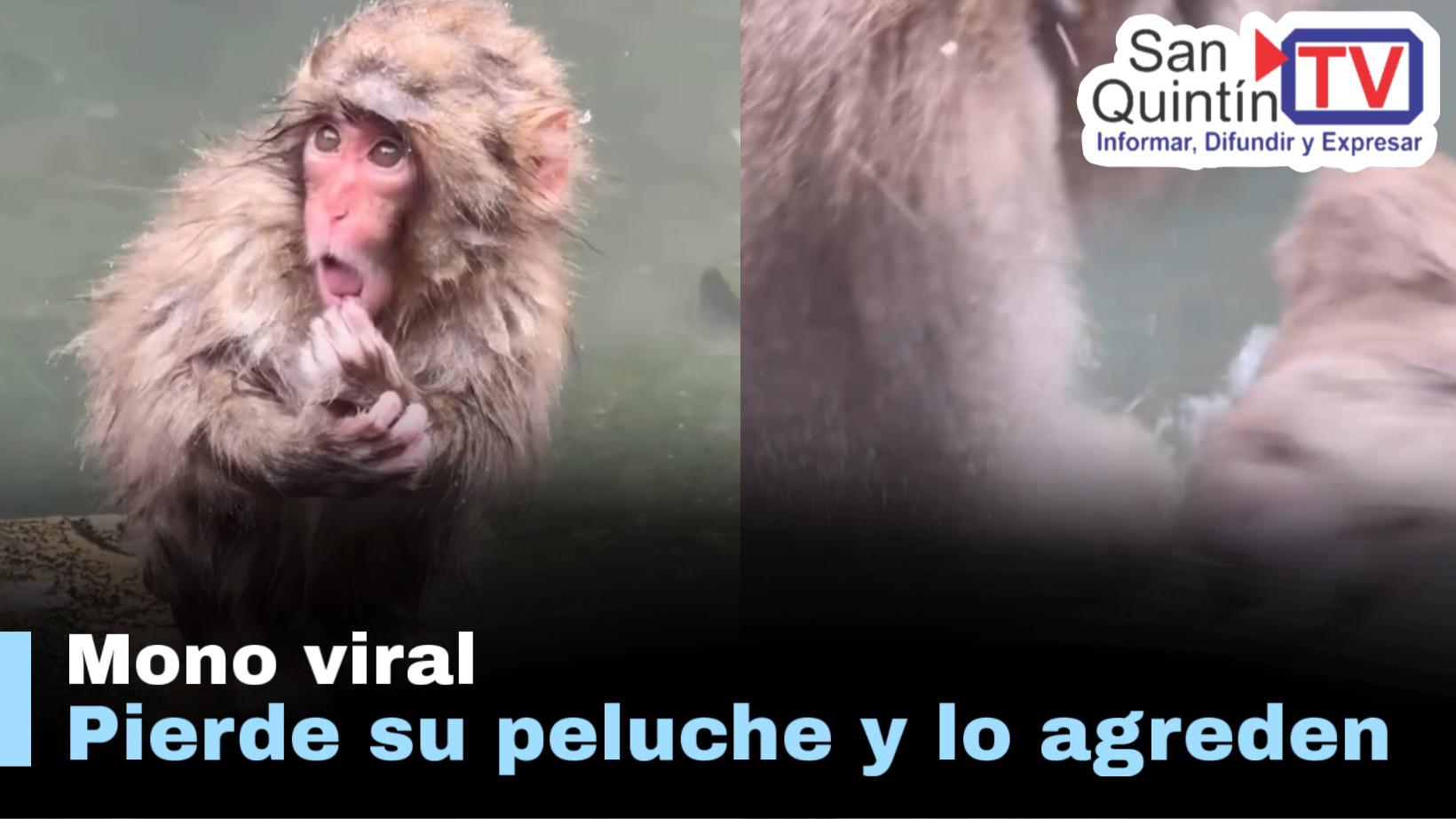 Punch el Mono viral perdió su peluche y es empujado al agua
