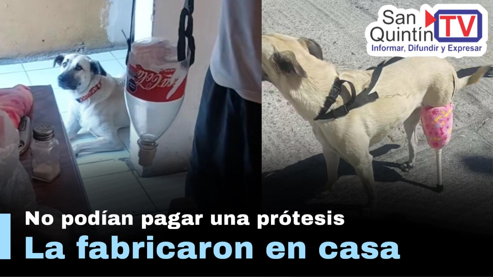 Familia mexicana crea prótesis casera con una botella para ayudar a su perrita