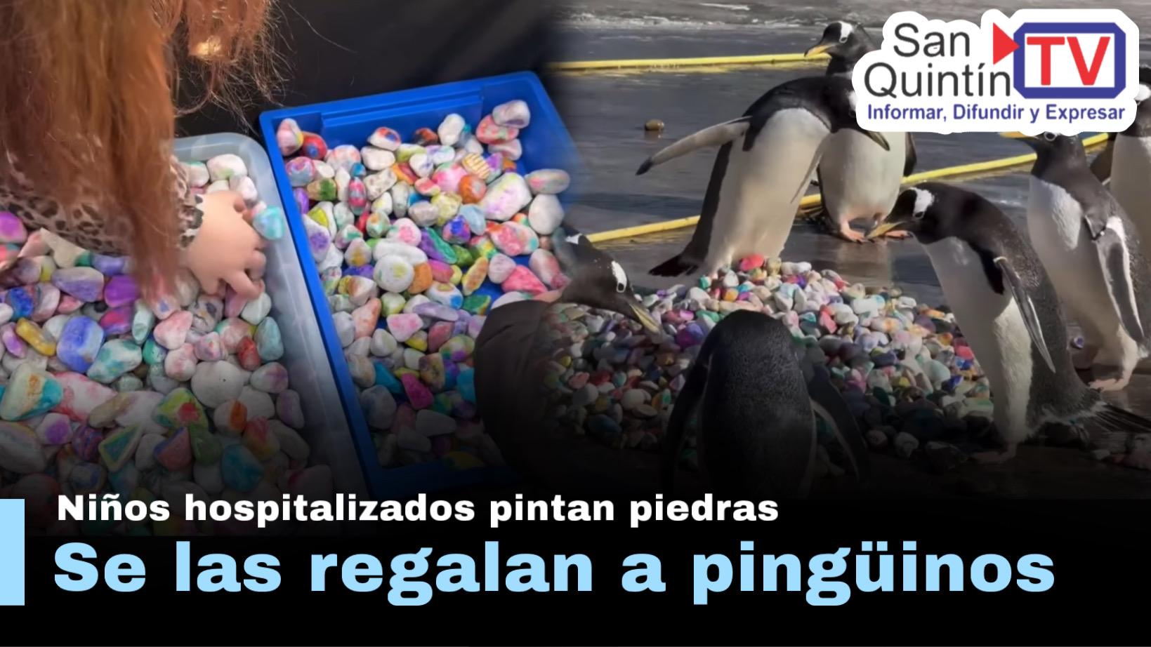 Niños pintaron piedras para ayudar a pingüinos a conquistar pareja