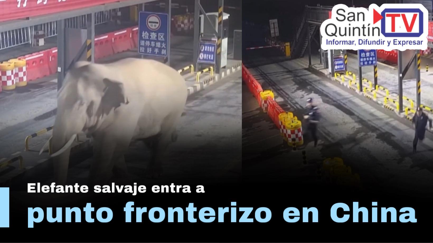 Elefante aparece en control fronterizo y sorprende a las autoridades