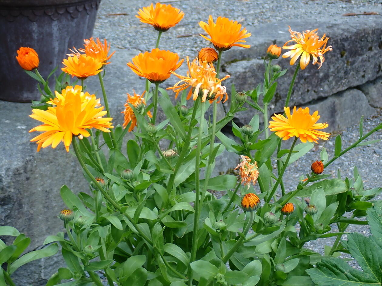 Caléndula: la flor medicinal que ha acompañado a la medicina natural durante siglos