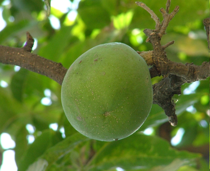 Zapote blanco: el fruto ancestral que la medicina tradicional considera un aliado para el descanso y el bienestar